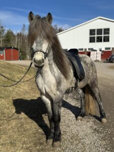 RESERVERAD Thor från Segersgården