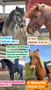 4 Saluhästar