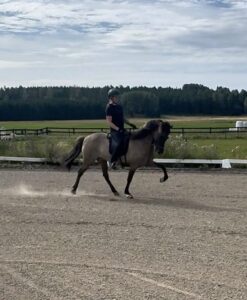 Bedömt femgångssto född 2012